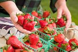 Farmer Gathering Fresh Red Strawberries in Baskets with Tools and Gloves Nearby.