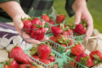Farmer Gathering Fresh Red Strawberries in Baskets with Tools and Gloves Nearby.