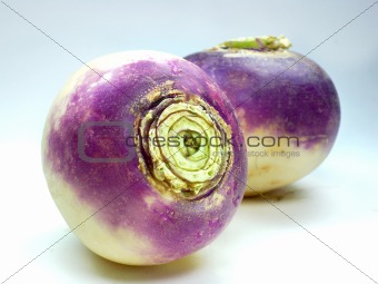 purple headed turnips on white background 
