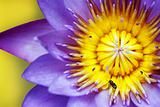 Purple water lily with yellow stamens and honeybee