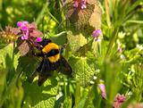 Bumblebee at dandelion