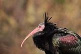Profile of a Northern Bald Ibis