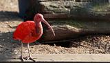 Scarlet ibis