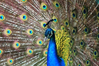 Portrait of a beautiful peacock