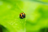 ladybug macro in green nature