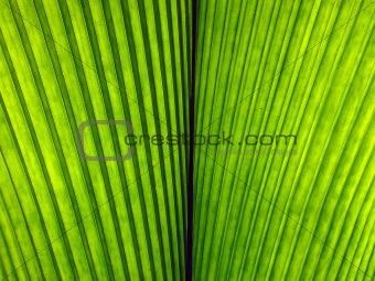 Leaf texture background
