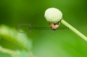 jumping spider macro in green nature