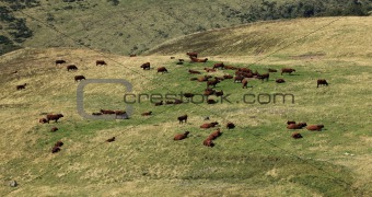 Cattles