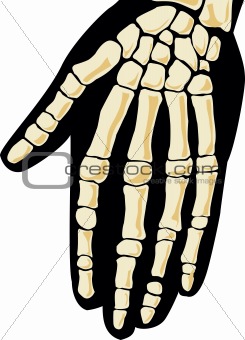 Human skeleton. Hand
