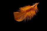 The small orange feather