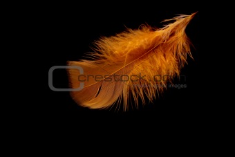 The small orange feather