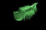The small green feather
