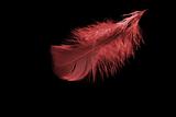 The small red feather