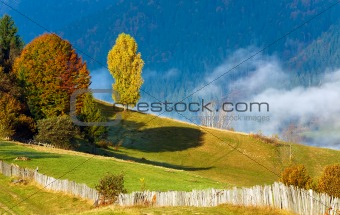 Colorful  trees on mountainside