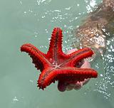 Starfish red
