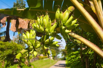 bananas on tree