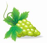 branch of green grape