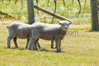 Babydoll sheep 