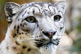Close up Portrait of Snow Leopard Irbis