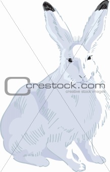 Rabbit Drawn2