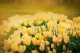 Tulips spring background