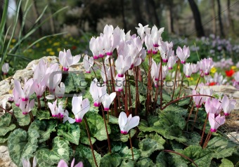 White and pink cyclamens