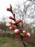 Sprig of apricot with buds