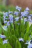 Blue hyacinth bunch