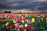 Sunset over Colorful Tulip Flowers