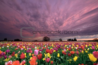 Sunset Over Tulip Field