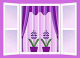 hyacinths in window