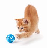 Cute orange kitten with large paws playing with a toy.