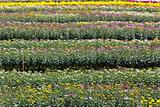 Chrysanthemum  flowers  garden