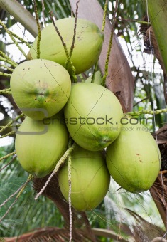 Coconut bunch