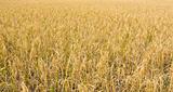 Golden rice field 