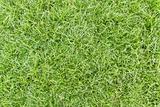 Green healthy grass 