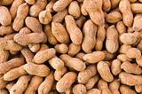 Peanut or groundnut 