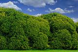 Boxwood hedge