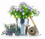 garden equipment with violet flowers and green leaves
