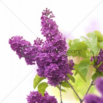 lilac flowers in spring
