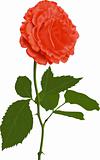 Illustration of a red rose