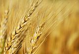Wheat Ears Macro