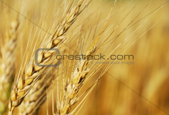 Wheat Ears Macro