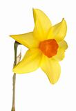 Orange and yellow daffodil flower against a white background