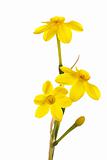 Stem of yellow jonquil flowers against a white background