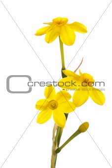 Stem of yellow jonquil flowers against a white background
