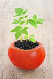 Young tomato plant growing, evolution concept
