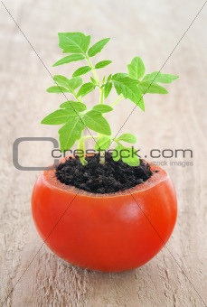 Young tomato plant growing, evolution concept
