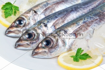 Three raw mackerel in the macro.