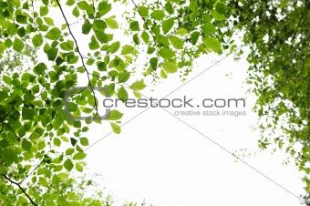 Green spring leaves on white background